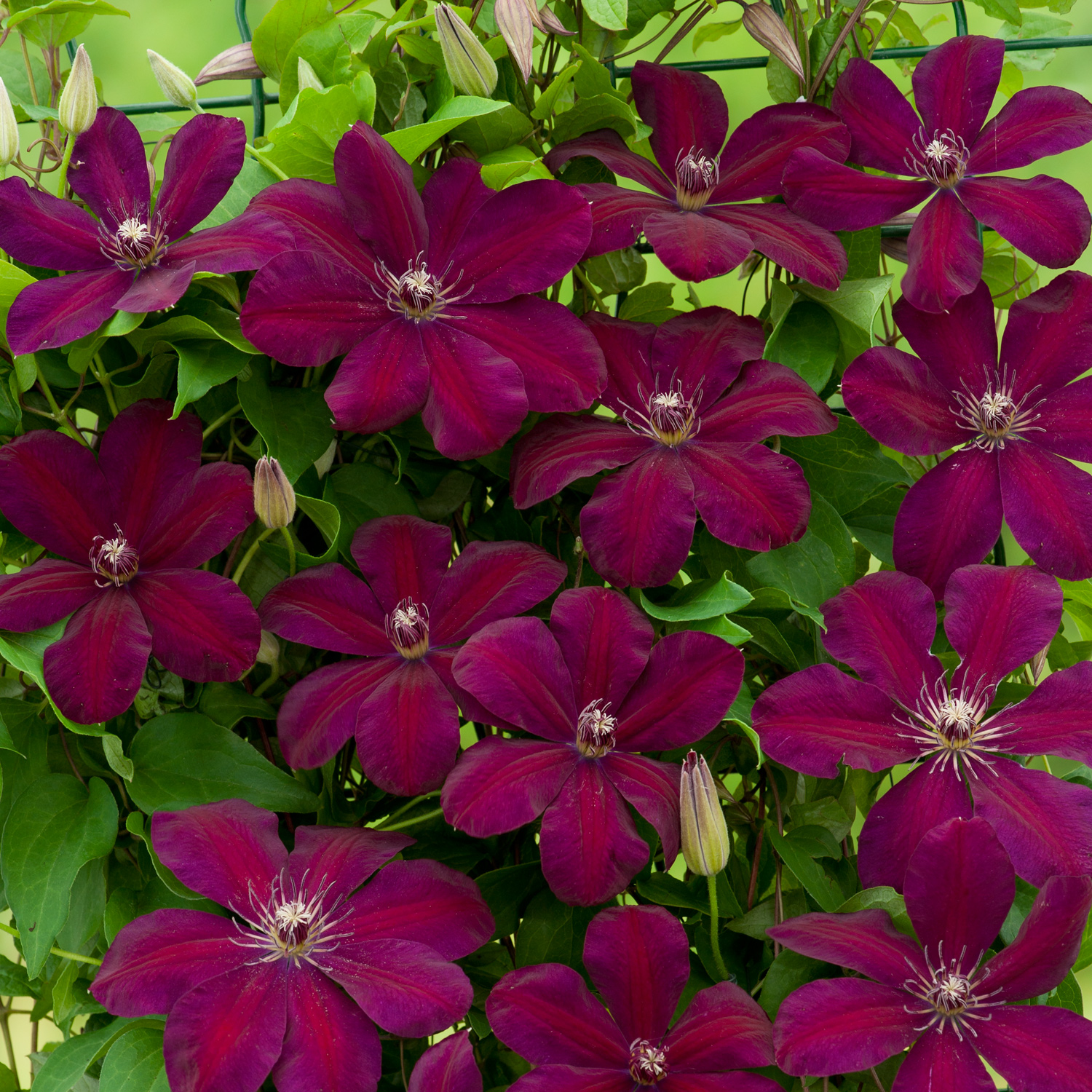 Clematis 'Westerplatte'